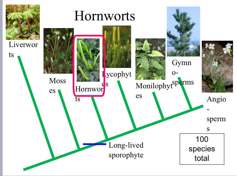 <p>Hornworts</p>