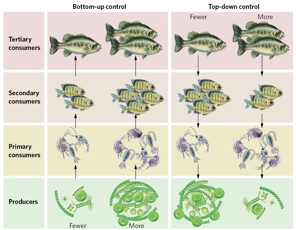 <p>When the abundances within trophic groups are determined by the amount of energy available from the producers in a community</p>