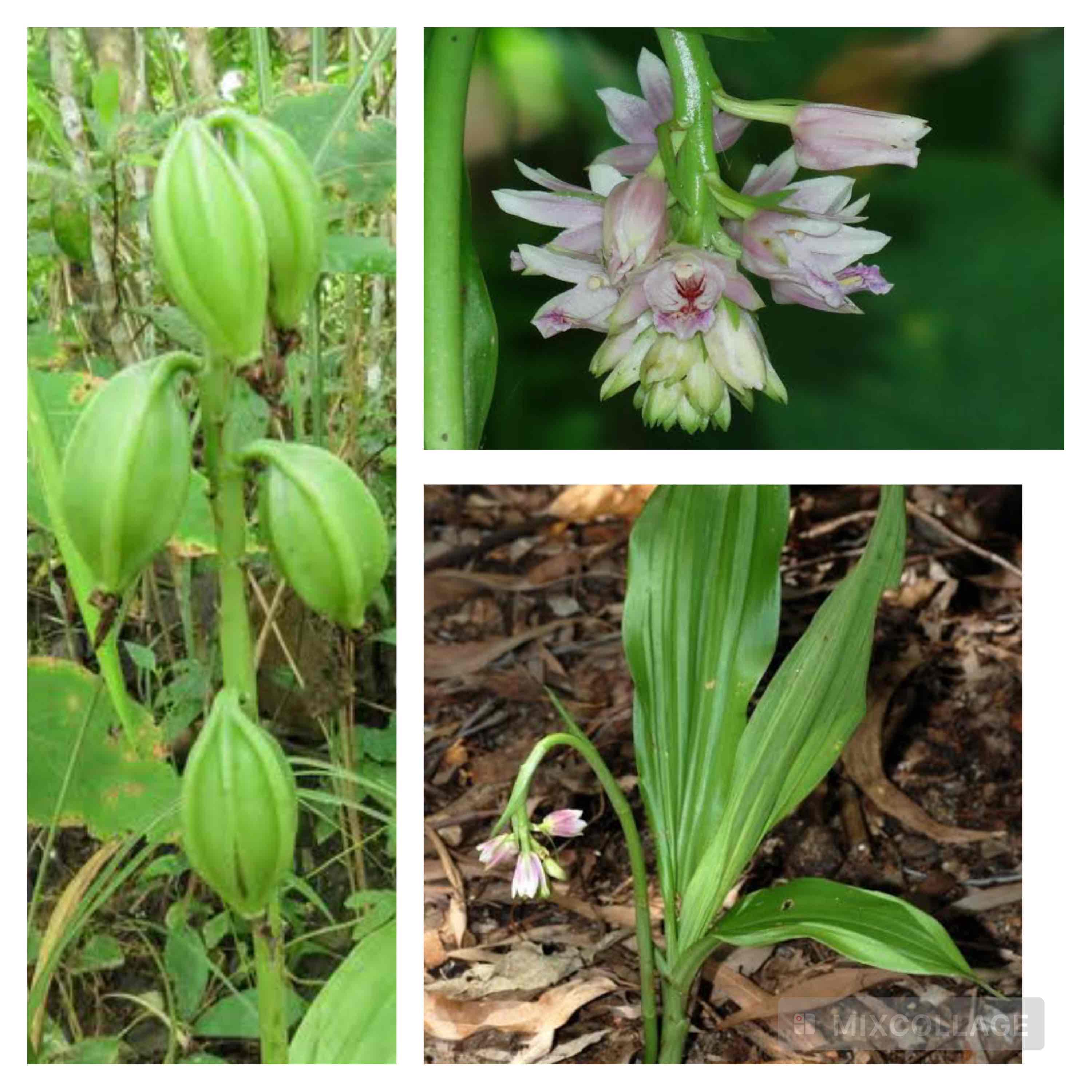 <p>Shepards crook orchid</p>