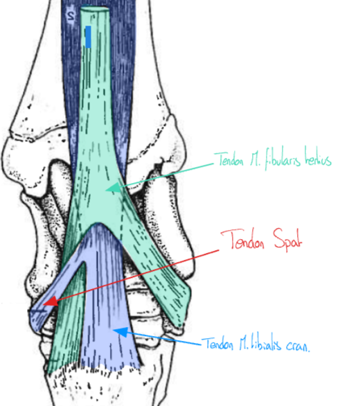 <p><u>Chez Pfd</u> : Souvent arthrose au niveau de ce tendon (> Pfd jambes tonneau)</p><p>→ Tendon medial du M. tibialis cranialis </p>