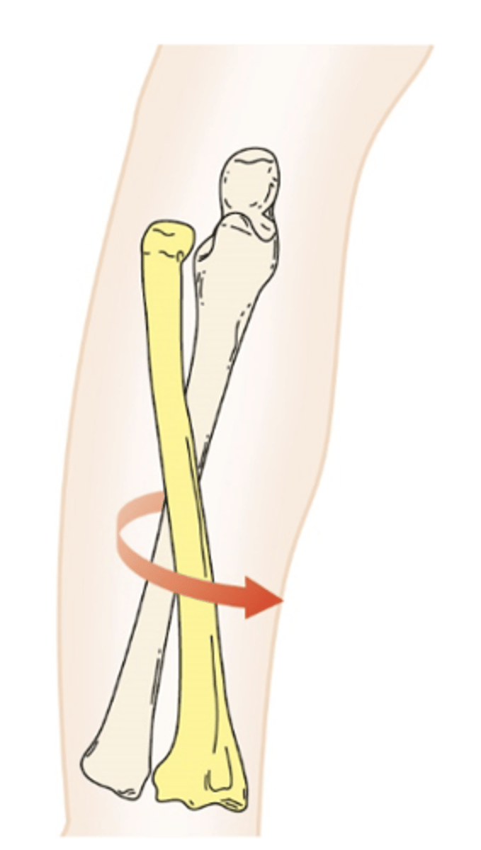 <p>The <strong>radius</strong> rolls and glides in the same direction to move over the <strong>ulna</strong></p>