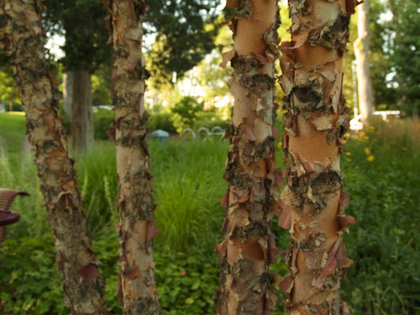 <p>flaky bark; small leaves</p>