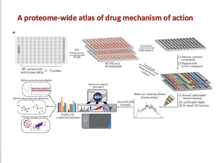 <ul><li><p>high throughput <u>quantitative proteomics</u></p></li><li><p>875 small molecule compounds</p></li><li><p>comprehensive profiling method to characterize the <strong>MOA</strong> of small molecules</p></li><li><p>each compound <strong>altered the expression of 15 proteins</strong></p></li><li><p>revealed potential new targetes for commonly used small molecules</p></li><li><p>elucidated compound MOA and drug repurposing</p></li><li><p>revealed off-target effects which can <strong>increase efficiency and safety profiling</strong> in drug discovery</p></li></ul><p></p>