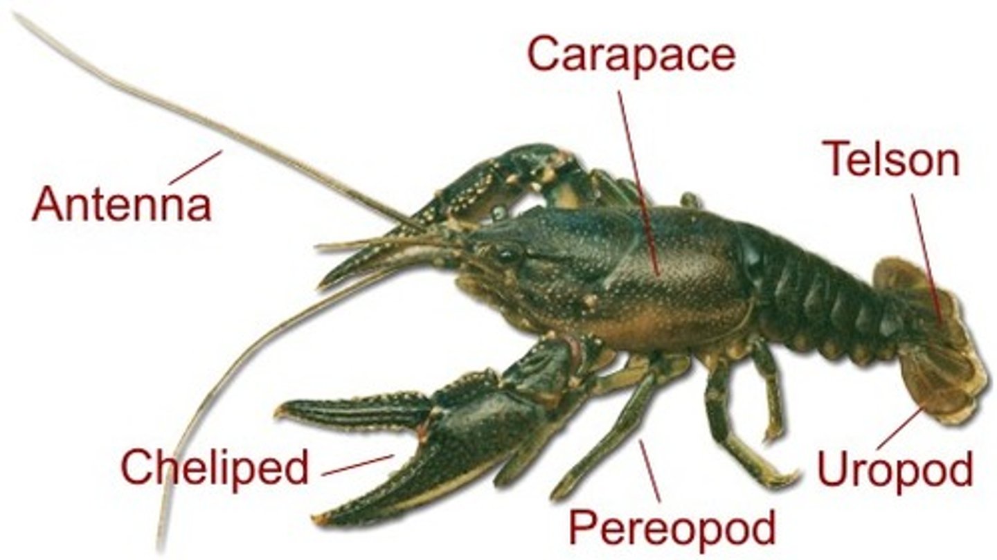 <p>The portion of the exoskeleton that covers the cephalothorax in some crustaceans.</p>