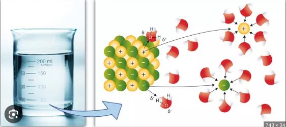 <p>Solvent is the dissolving agent in a solution</p><p>Water is considered a universal solvent because it can dissolve many substances</p><p>its polar molecules are attracted to ions and other polar molecules it can form hydrogen bonds with</p><p>the partially positive and partially negative ends of water interact with polar molecules and ions, helping disperse the molecules and ions in the solution</p><p>“like dissolves like” </p><p>water can interact with sugars or proteins containing many oxygen and hydrogen </p><p>water will form hydrogen bonds with the sugar or protein to dissolve it</p><p>dissolves ions</p><p>does NOT dissolve non polar molecules</p>