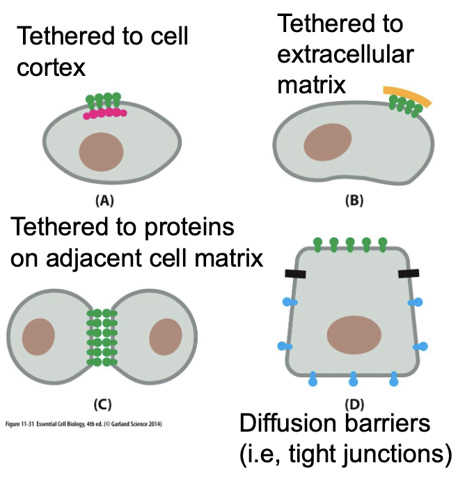 <ul><li><p>tethered to cell cortex — proteins anchored to cytoskeleton</p></li><li><p>tethered to extracellular matrix</p></li><li><p>tethered to proteins on adjacent cell matrix (cell-cell adhesion)</p></li><li><p>diffusion barriers (tight junctions) — restrict lateral diffusion of proteins and lipids; segregates between apical and basolateral membrane domains</p></li></ul><p></p>