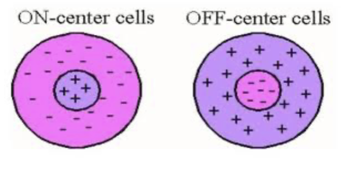 <p>region of visual field or part of retina on which light produces a response</p>