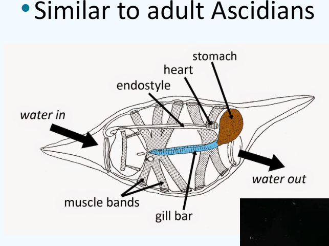 <ul><li><p>salps are food for many marine animals</p></li><li><p>they filter large amounts of water</p></li><li><p>they produce heavy carbon rich pellets</p></li><li><p>much about their ecology still unknown</p></li></ul><p></p>