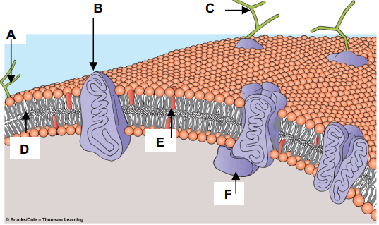 Match the components of the plasma membrane with the letters in the figure at right. 

a. Cholesterol - 

b. Glycolipid - 

c. Integral Membrane Protein - 

d. Peripheral Membrane Protein - 

e. Glycoprotein –