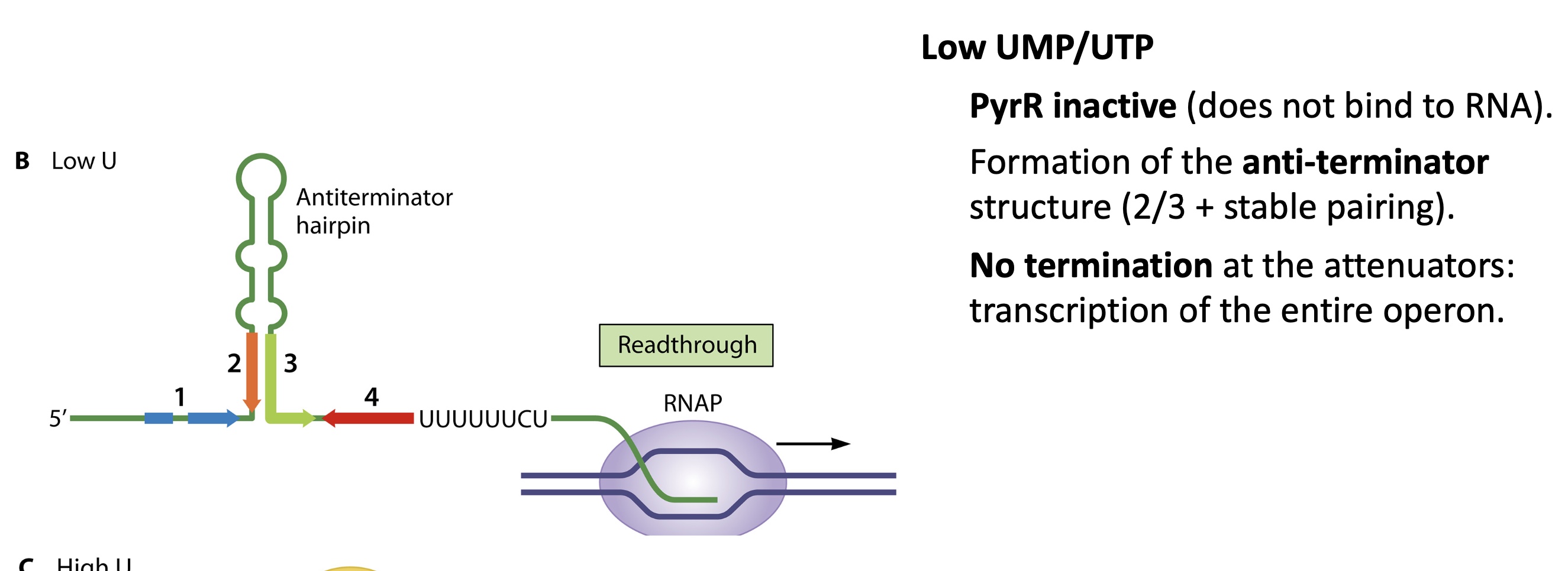 <p>PyrR is inactive and doesn’t bind to RNA </p><p>anti terminator structure (S2-S3) is very stable (secondary structure of RNA )</p><p>RNA pol doesn’t terminate and whole pyr operon is expressed&nbsp;</p>