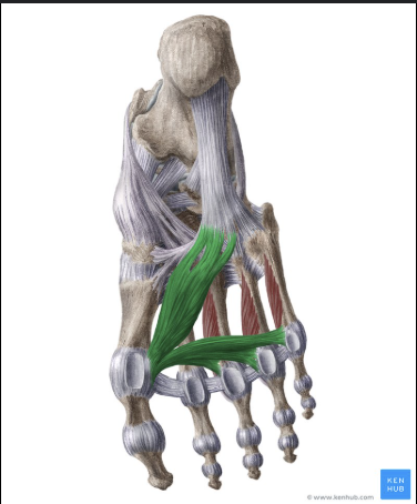 <p>bottom of foot</p>