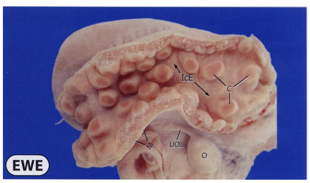 <p>Variation in Endometrium</p><ul><li><p><span style="background-color: transparent; font-family: "Times New Roman", serif;"><span>in ruminants, points of attachment of uterus to placenta</span></span></p></li><li><p><span style="background-color: transparent; font-family: "Times New Roman", serif;"><span>On surface of endometrium</span></span></p></li></ul><p></p>