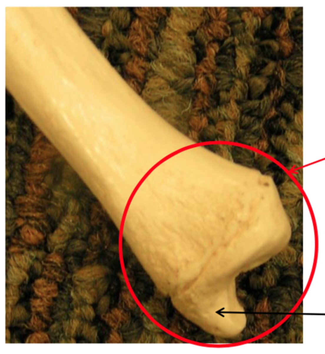 <p>what is this? (red)</p>