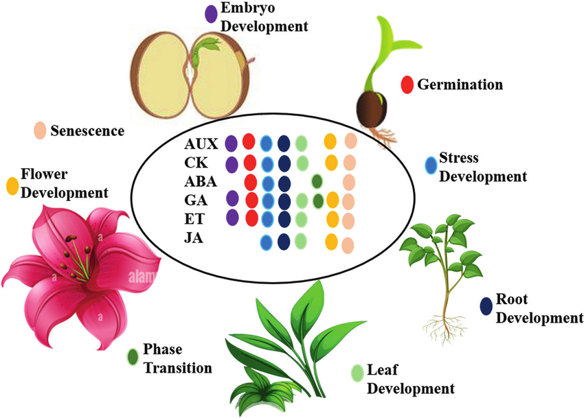 <p>Phytohormones are the hormones that regulate the growth, reproduction, and adaptation of plants</p><ol><li><p>Auxin (IAA) = Promotes cell elongation and the growth of roots and shoots</p></li><li><p>Abscisic Acid = Suppresses plant growth and promotes dormancy</p></li><li><p>Cytokinins = Increase cell division and growth in roots and shoots</p></li><li><p>Ethylene = Promotes fruit ripening and the shedding of leaves</p></li><li><p>Gibberellins = Controls cell elongation, Seed Germination and Flowering of plants</p></li><li><p>Brassinosteroids = Helps regulate the growth response of plants under stress</p></li></ol><p></p>