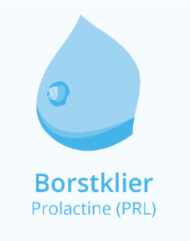 <p><span data-name="baby_bottle" data-type="emoji">🍼</span><strong>Prolactine</strong></p><p>Prolactine is<strong> altijd aanwezig in het bloed,</strong> bij <strong>vrouwen </strong>en <strong>mannen</strong>.&nbsp;</p><p>Bij <strong>mannen </strong>heeft dit hormoon verder <strong>geen functie</strong></p><p>Bij <strong>vrouwen stimuleert </strong>het <strong>na </strong>een <strong>bevalling</strong> de <strong>melkproductie in de borsten.&nbsp;</strong><br><br><span data-name="point_right" data-type="emoji">👉</span><strong>Alleen tijdens de zwangerschap</strong> en de <strong>periode van borstvoeding wordt prolactine in grotere hoeveelheden aangemaakt.&nbsp;</strong></p>