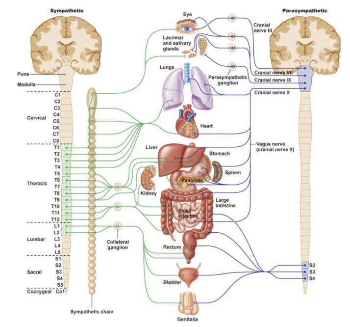 <ul><li><p><span style="font-family: Calibri">Sympathetic system is excitatory</span></p></li><li><p><span style="font-family: Calibri">Parasympathetic system is inhibitory</span></p><ul><li><p><span style="font-family: Calibri">SNS increases heart rate, while PNS decreases it for example</span></p></li></ul></li><li><p><span style="font-family: Calibri">There are examples where this is the opposite</span></p><ul><li><p><span style="font-family: Calibri">Digestive system: SNS decreases gastric motility and PNS increases it</span></p></li></ul></li><li><p><span style="font-family: Calibri">Main takeaway: Both systems have opposite regulatory actions. This is essential as it allows precise regulation of homeostatic parameters</span></p></li></ul>