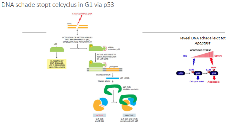 <p>p53 = <strong>“guardian of the genome”</strong></p><p>p53 wordt geactiveerd bij:</p><ul><li><p>DNA-schade</p></li><li><p>oncogene stress</p></li><li><p>hypoxie</p></li></ul><p><strong>Functies</strong></p><ul><li><p>Activeert <strong>p21</strong></p></li><li><p>Stopcelcyclus (G1/S of G2/M blokkade)</p></li><li><p>Stimuleert DNA-herstel</p></li><li><p>Bij zware schade → <strong>apoptose</strong></p></li></ul><p>Meer dan 50% van kankers heeft een <strong>TP53-mutatie</strong>.</p>