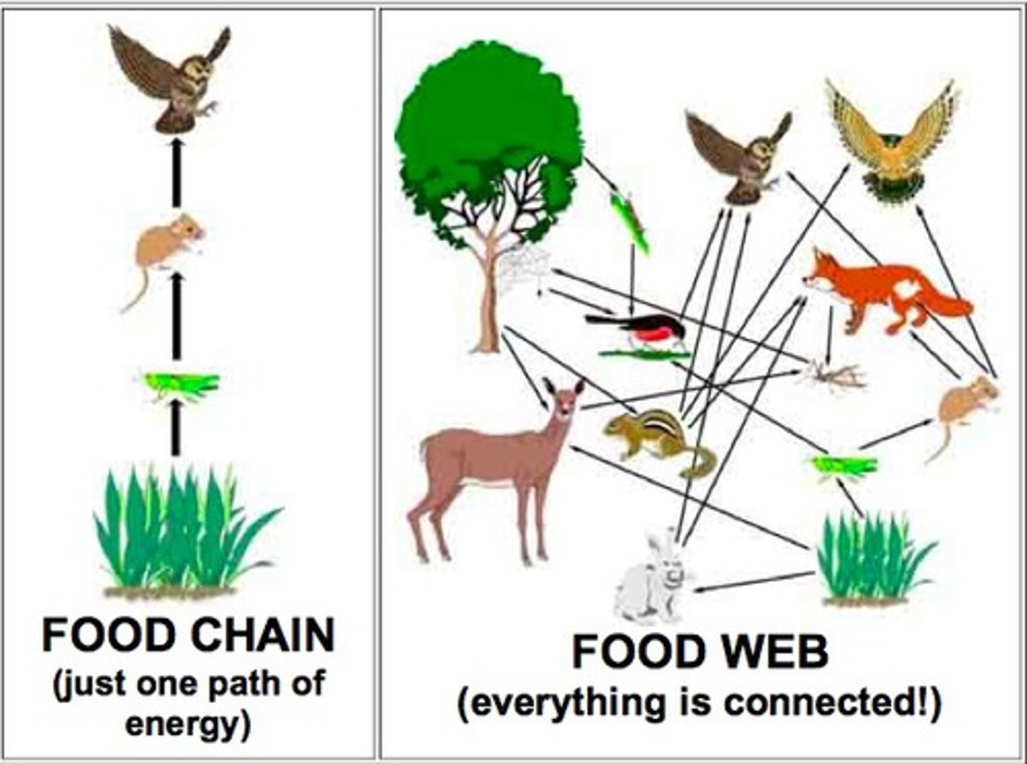 <p>more accurate = food webs</p><p>• food chains: energy from food passes from one organism to the other</p><p>• food webs: a visual map of energy flow that uses arrows to show the many paths along which energy passes as</p><p>organisms consume one another</p>