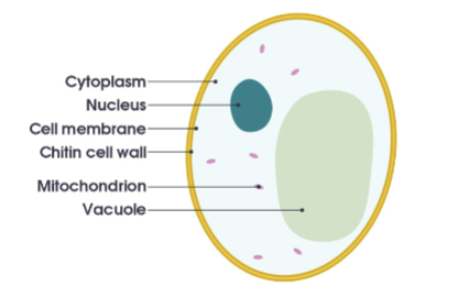 <p>single cell eukaryote; type of fungus with chitin-cell wall; have complex life cycle with both asexual and sexual reproduction; </p>