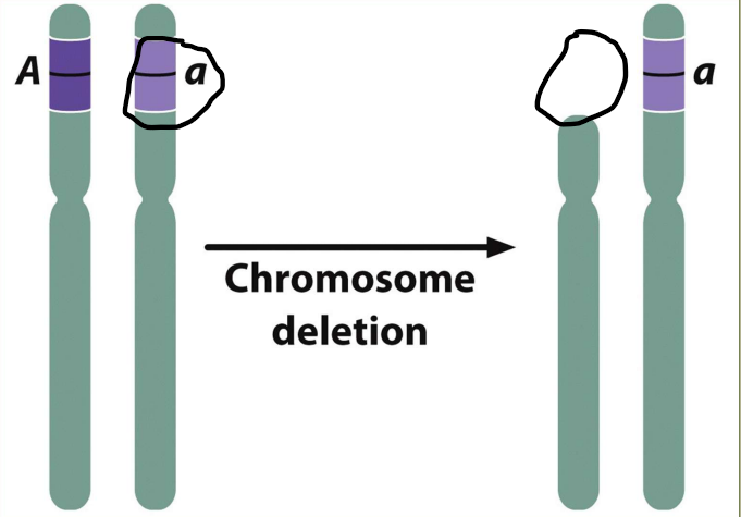 - People heterozygous for a tumor-suppressor gene are predisposed to cancer
- Loss of heterozygosity often leads to cancer in a person heterozygous for a tumor-suppressor gene