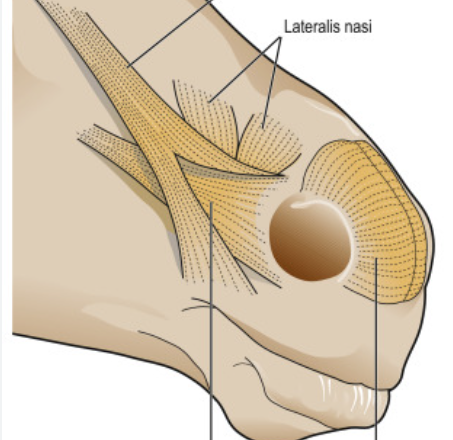 <p><strong>muscles of nose,</strong> short surrounding the nostrils covering the lateral walls of nose superficially, we have in addition to m. lateralis nasi?</p>