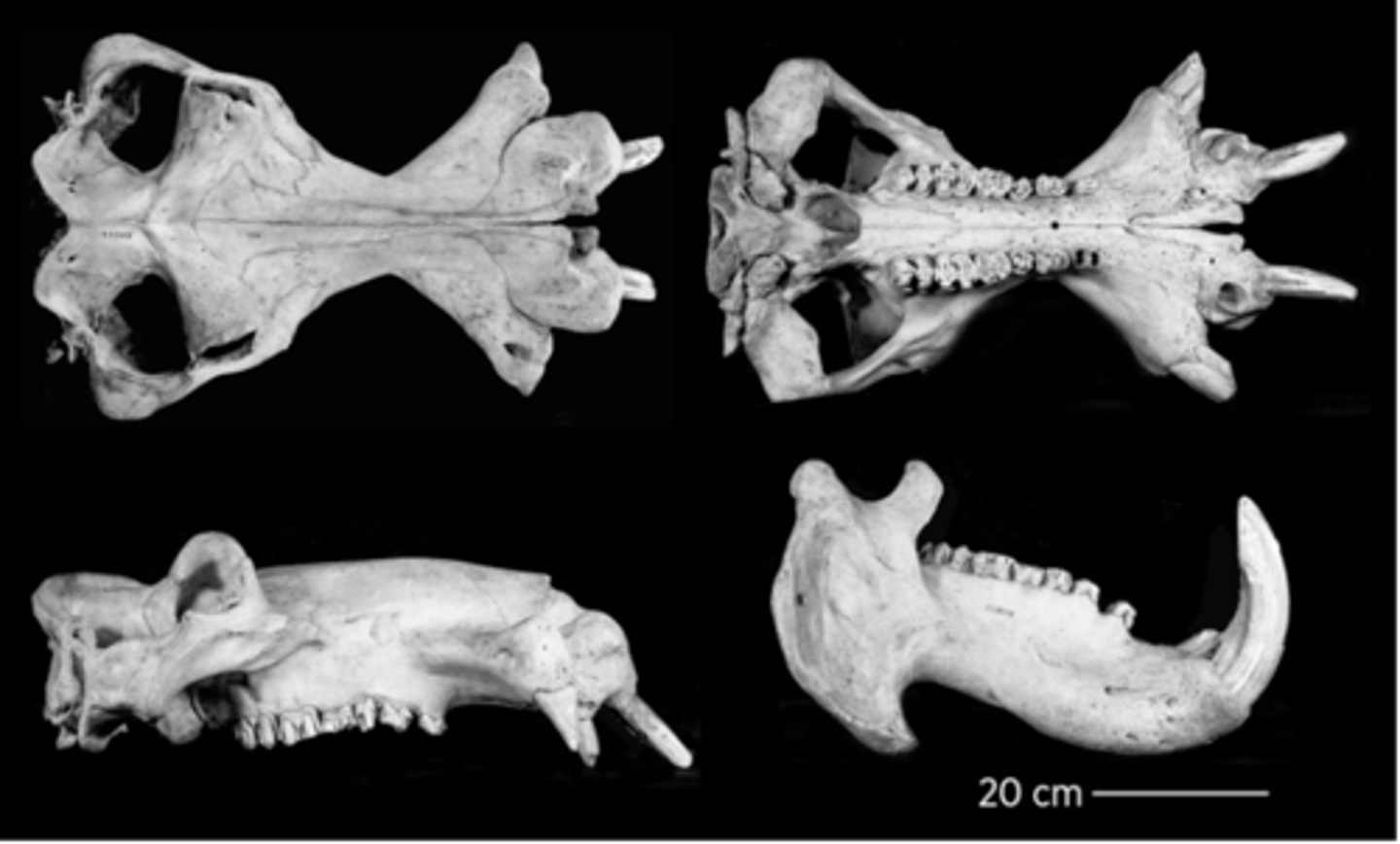 <p>What is the order and family?</p>