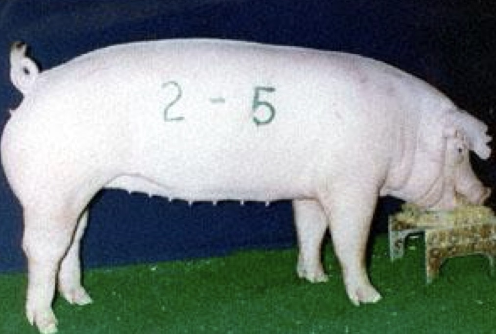 <p>Type and Breed </p>