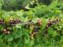 <p>Muscadine</p>