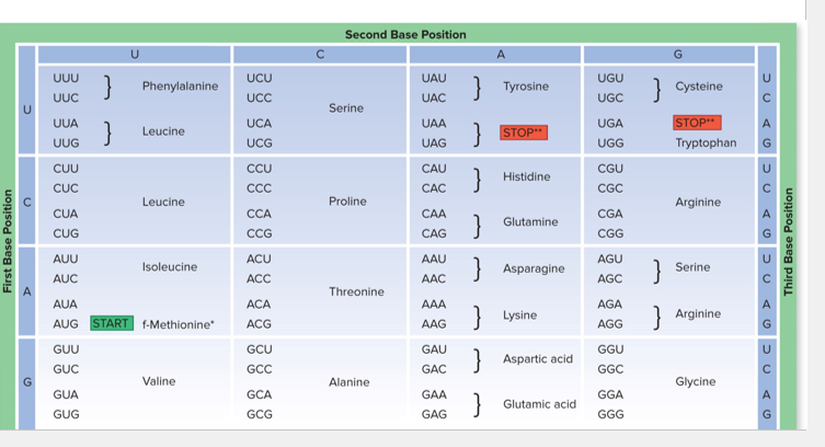 <p><strong><mark data-color="unset" style="background-color: unset; color: inherit">Genetic Code / Codons </mark></strong></p>