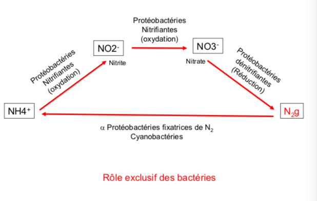 <p>N2 = 78%</p><p><span style="font-family: ArialMT">-> Bactéries : Equilibre en produits nitrés sur la terre et dans les océans</span></p>