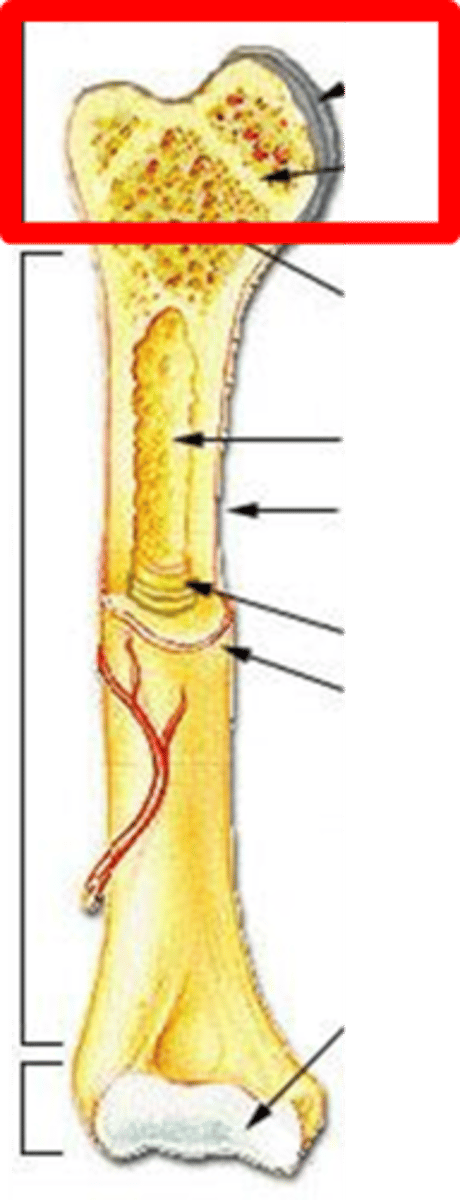 <p>wide section at the end of a long bone - filled with spongy bone spaces filled with red marrow</p>