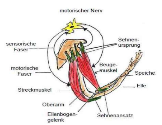 <p>Beugemuskel kann sich nur beugen wenn Streckmuskel erschlafft</p>