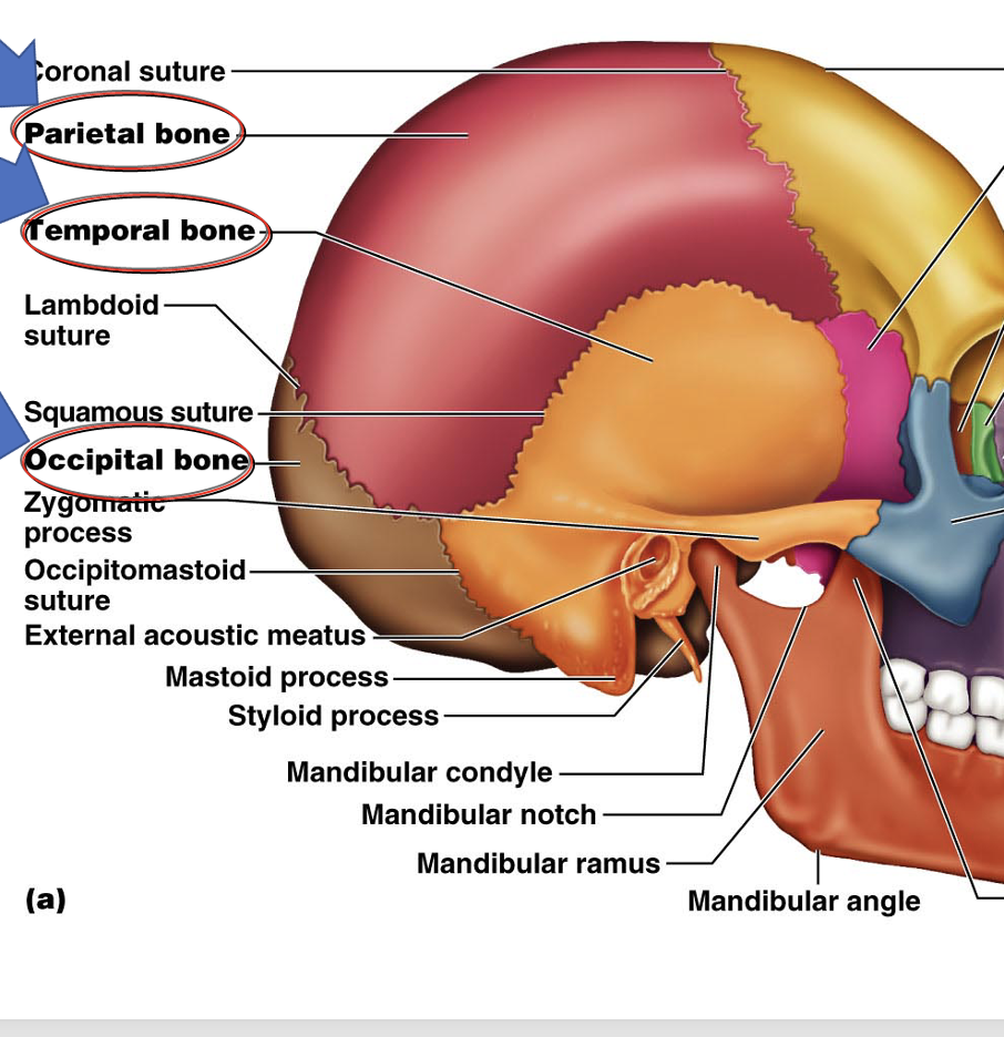 <p>The cheekbones, contributing to the bony orbit. 2 of them</p>