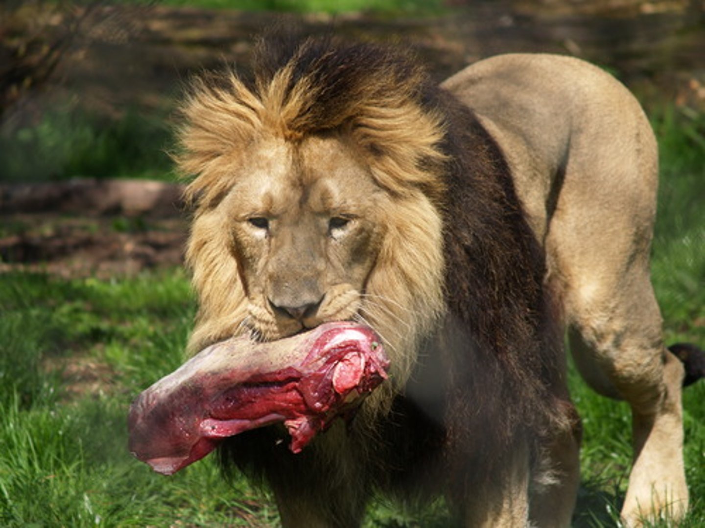<p>an animal that eats only other animals</p>