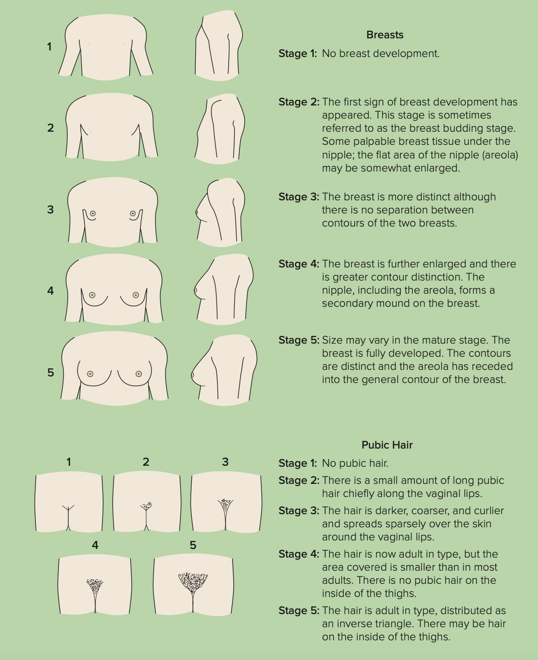 <ol><li><p>Growth of breasts</p></li><li><p>Growth of pubic hair</p></li><li><p>Body growth</p></li><li><p>Menarche</p></li><li><p>Underarm hair + oil and sweat-producing glands </p></li></ol><p></p>