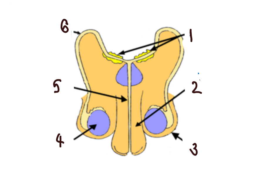 <p>What part of the male reproductive system is <strong>3</strong>?</p>