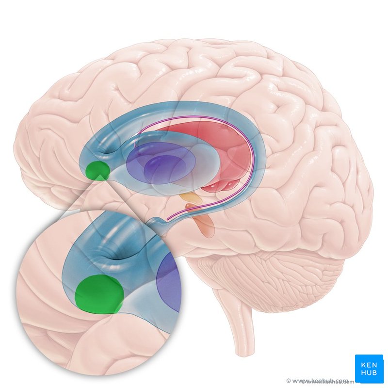 <p>Den ventrale del af striatum, ved krydset mellem nucl. caudate og putamen</p>