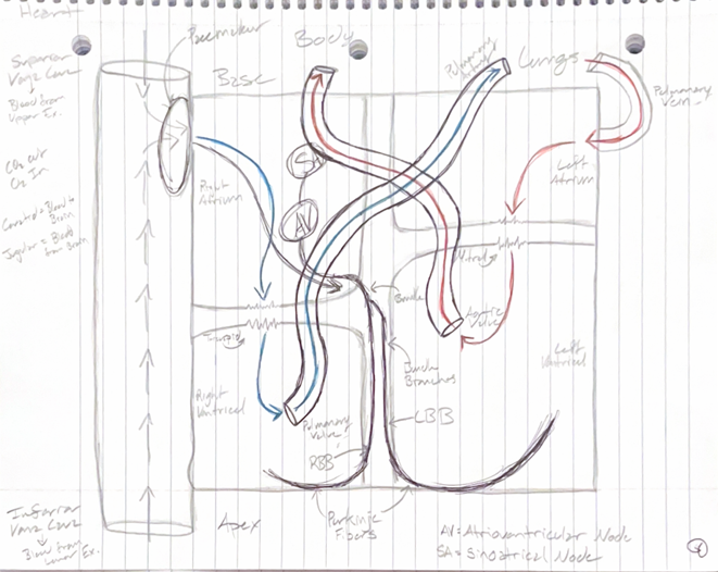 <p>Heart Diagram</p>