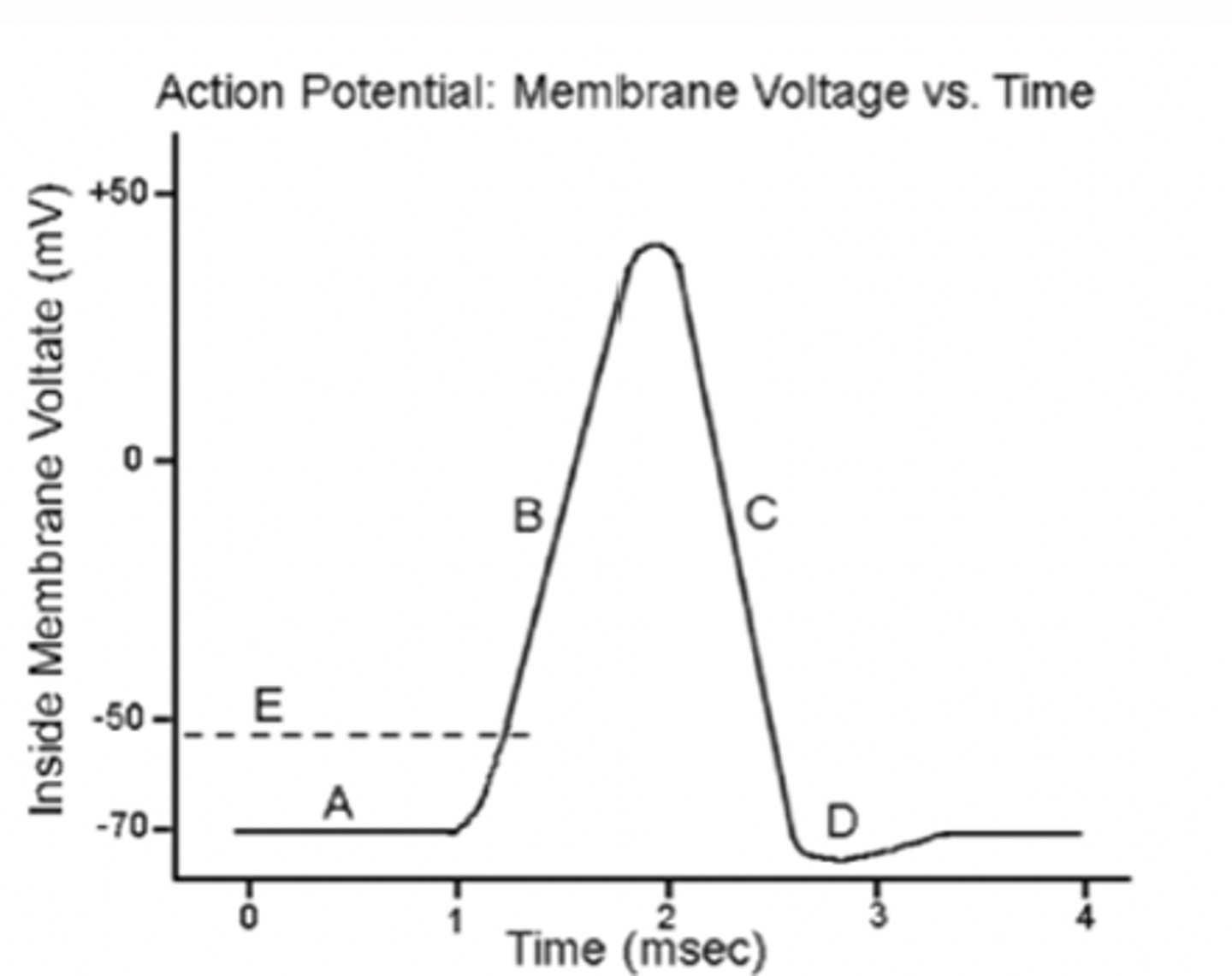 <p>A - Resting Membrane Potential;</p><p>B - Depolarisation;</p><p>C - Repolarisation;</p><p>D - Hyperpolarisation;</p><p>E - AP Threshold.</p>