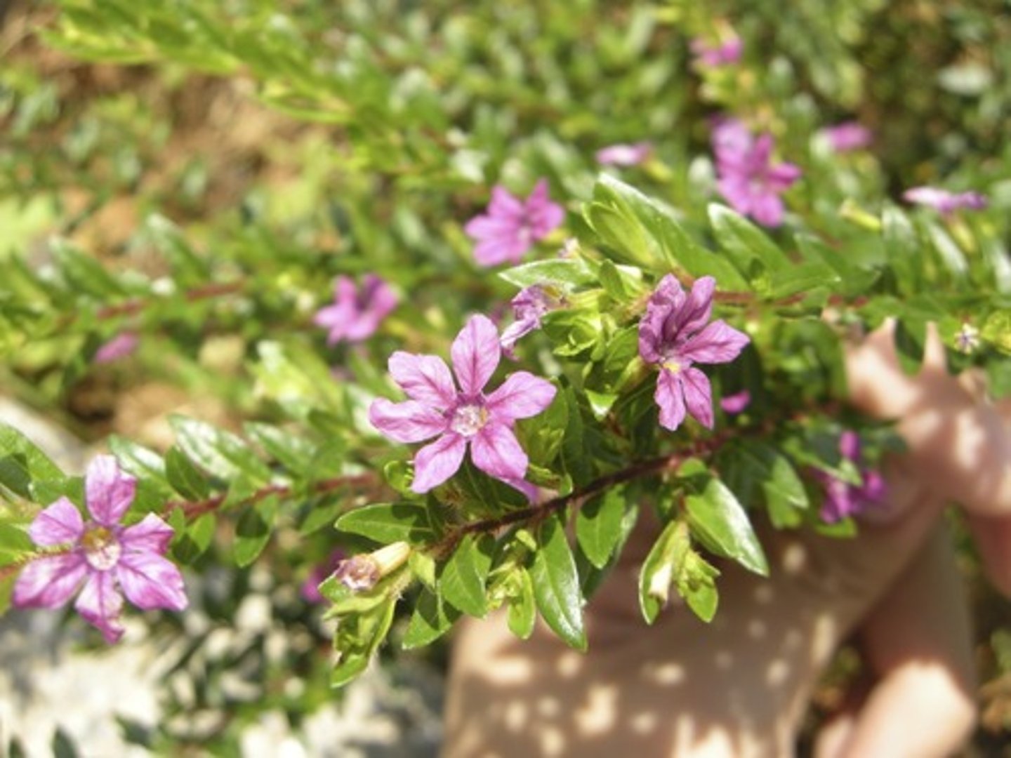 <p>Cuphea hyssopifolia</p>
