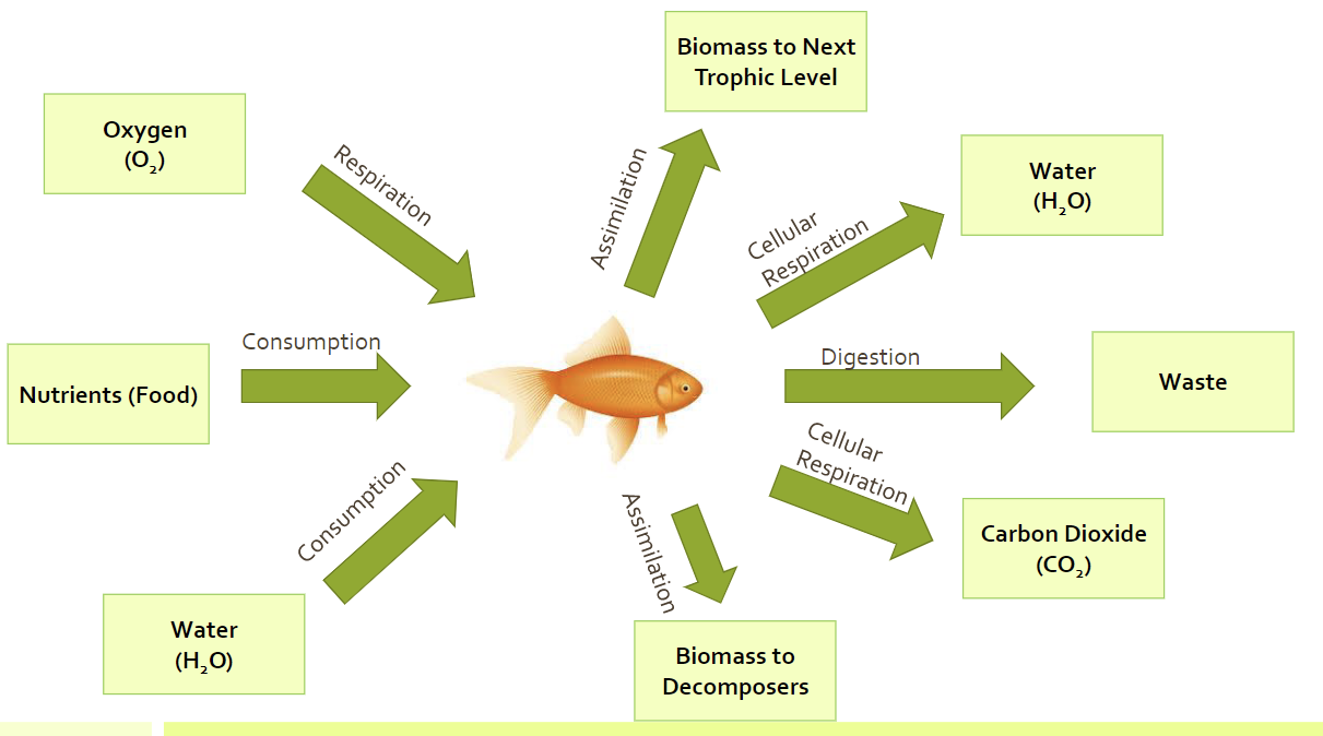 <p>What’s the <strong>purpose of System Diagram</strong>s?</p>