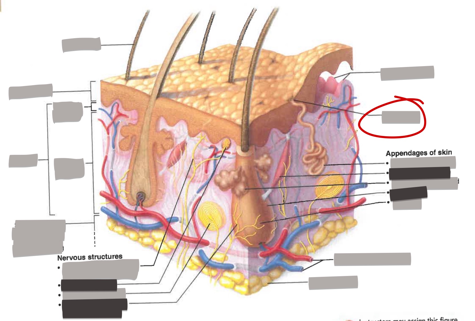 term image