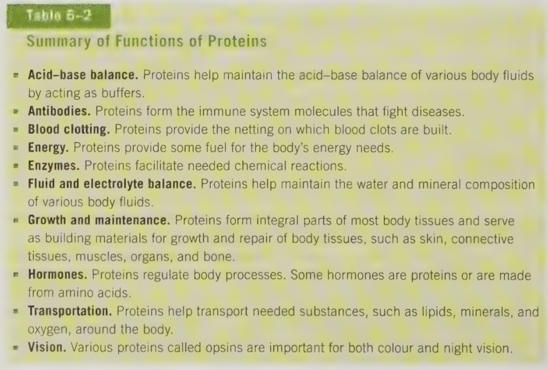 <ul><li><p>acid-base balance: proteins help maintain the acid-base balance of various body fluids</p></li><li><p>antibodies: proteins from the immune system molecules that fight disease</p></li><li><p>blood clotting: proteins provide the netting on which blood clots are built </p></li><li><p>energy: proteins provide some fuel for body’s energy needs</p></li><li><p>enzymes: proteins facilitate needed chemical reactions</p></li><li><p>fluid and electrolyte balance: proteins form integral parts of most body tissues, such as skin, connective tissue, muscle, organs, and bone</p></li><li><p>hormones: proteins regulate body processes. some hormones are proteins or are made from amino acids</p></li><li><p>transportation: proteins help transport needed substances, such as lipids, minerals, and oxygen around the body</p></li><li><p>vision: various proteins called options are important for both colour and night vision</p></li></ul><p></p>