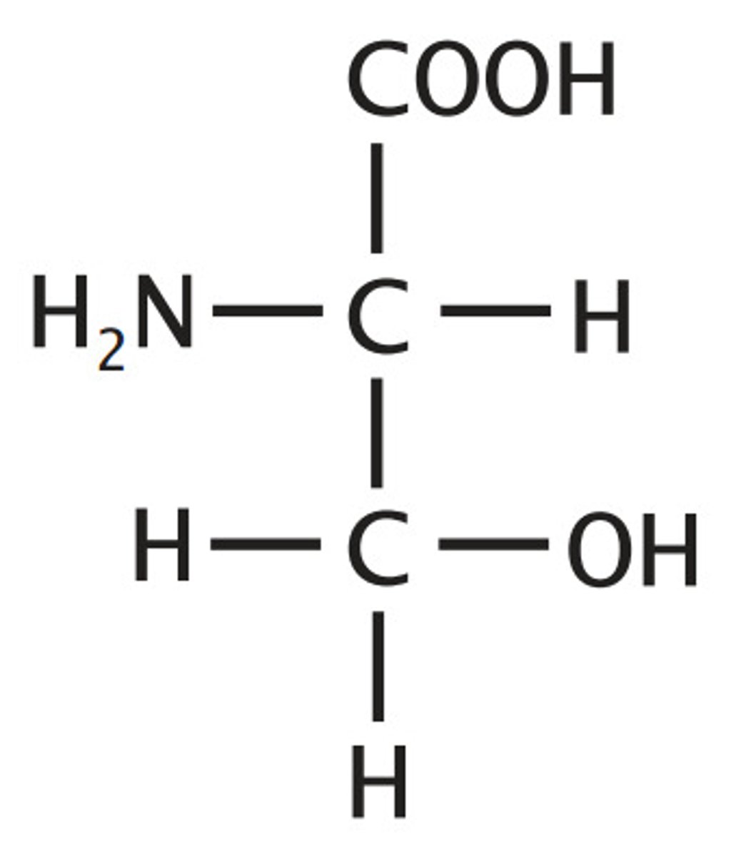 <p>Polar, Uncharged, Hydroxyl group can be phosphorylated or glycosylated</p>