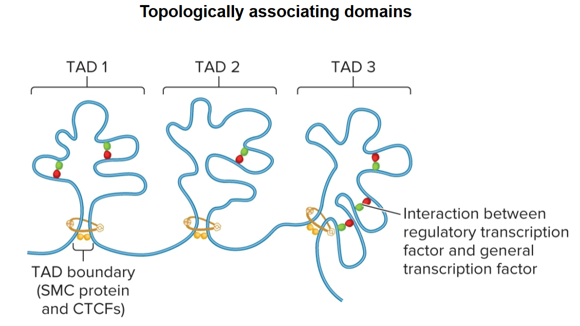 <ul><li><p>determined by SMC proteins and CTCFs</p></li><li><p>promote interactions within</p></li><li><p>act as insulators, preventing interactions between different TADs</p></li></ul><p></p>