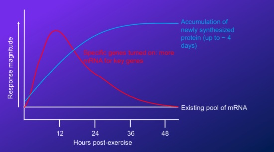 <p>-first, there is an existing pool of RNA within the cell; this is called the basal RNA, so this pool is for immediate translation of proteins</p><ul><li><p>so initial incline in proteins in still reliant on that pool</p></li></ul><p>-then t<strong>here is a peak in RNA at about 12 hours post exercise</strong>, which then is translated into proteins so we see newly synthesized proteins rise after</p><p>-this is a generalization, so some genes will have RNA peak early or late and protein shows up accordingly</p>