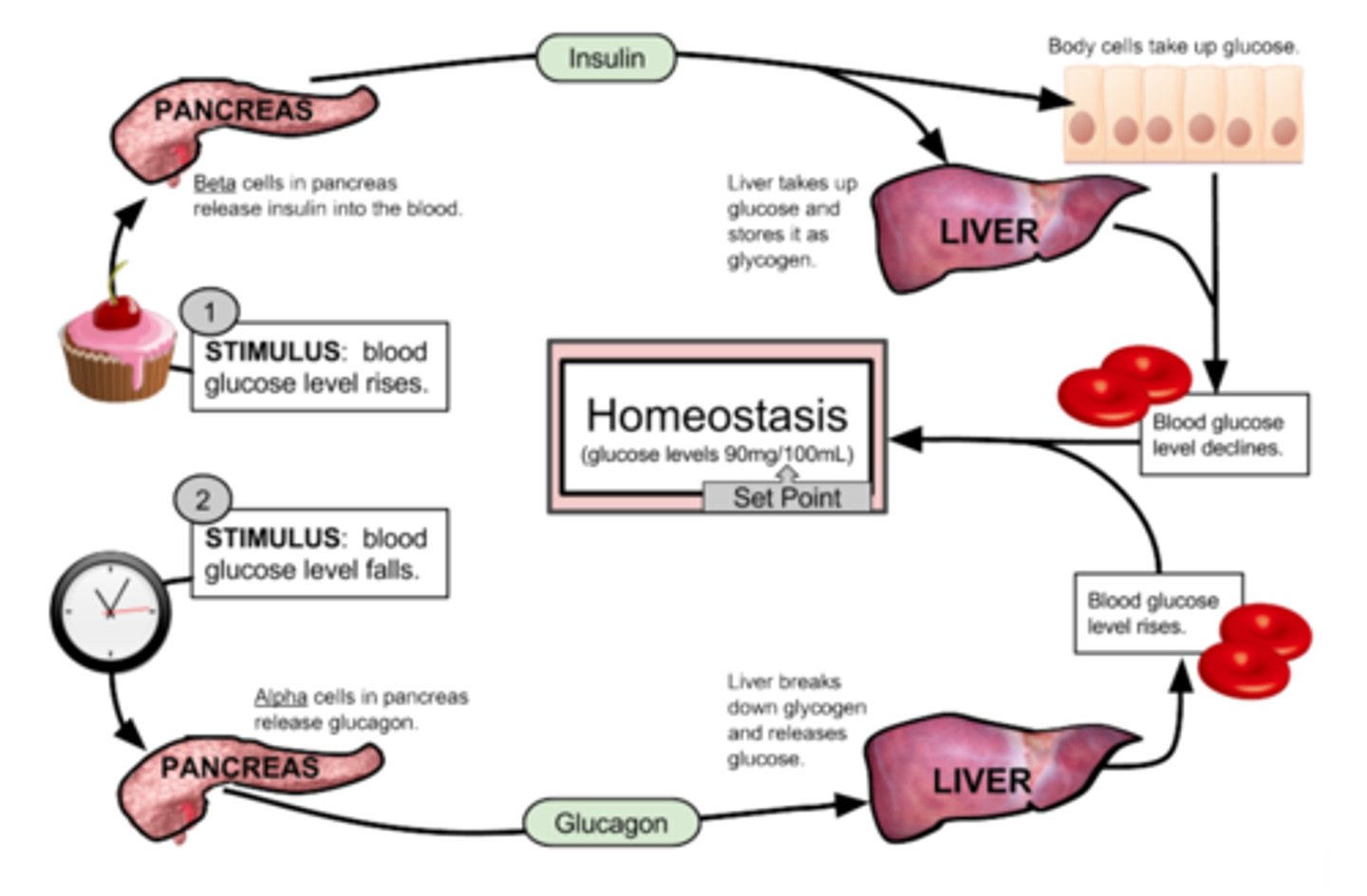 <p>When blood sugar rises, receptors in the body sense a change.</p><p>The control center (pancreas) secretes insulin into the blood effectively lowering blood sugar levels.</p><p>Once blood sugar levels reach homeostasis, the pancreas stops releasing insulin.</p>