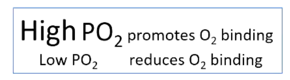 <p>• Degree of Hb oxygenation depends on PO2</p><ul><li><p>High PO2 = at lungs (promote uptake onto the haemoglobin)</p></li><li><p>Low PO2 = at tissues (promote oxygen being pushes off - into the tissues)</p></li></ul><p></p>