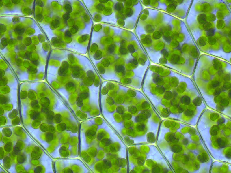 <p>Chloroplast</p>