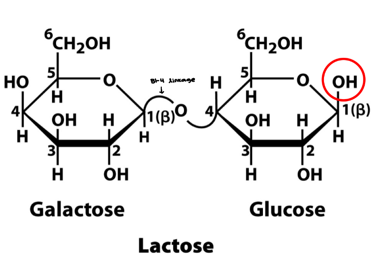 <ul><li><p>Disaccharide</p></li><li><p>Occurs in milk</p></li><li><p>Composed of galactose and glucose</p></li><li><p>Both galactose and glucose exist as a B-anomer</p></li><li><p>Linkage is B (1 → 4)</p></li><li><p>Glucose molecule contains a reducing end, therefore lactose is a <strong>reducing sugar</strong></p><ul><li><p>Quick energy source and can break/release two sugars </p></li></ul></li></ul><p></p>